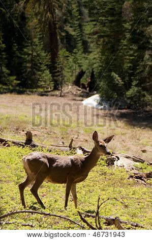 Cervi nel parco Yosemite