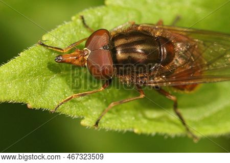 Natural Closeup Of The Common European Orange Snoutfly , Rhingia Campestris On A Green Leaf
