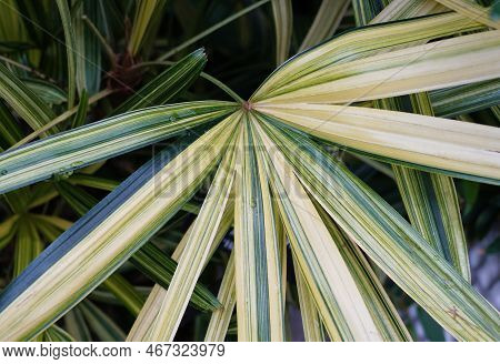 Closeup Of The Variegated Broadleaf Lady Palm 'heisei Nishiki' Leaf With Scientific Name Rhapis Exce