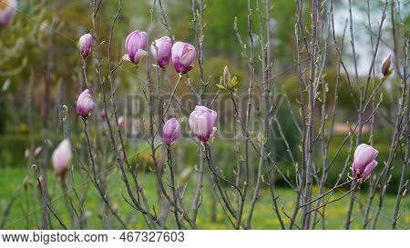 Pink Magnolia Flower Spring Branch In The Garden. Buds Of Flowers. Magnolia Denudata.