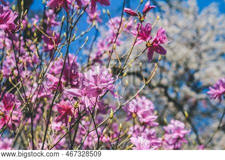 Rhododendron Dilatatum, Or Mitsuba Tsutsuji In Japanese,