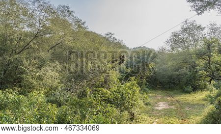 A Dirt Safari Road Runs Through The Jungle. Ruts Are Visible. Dense Thickets Of Green Trees On The R