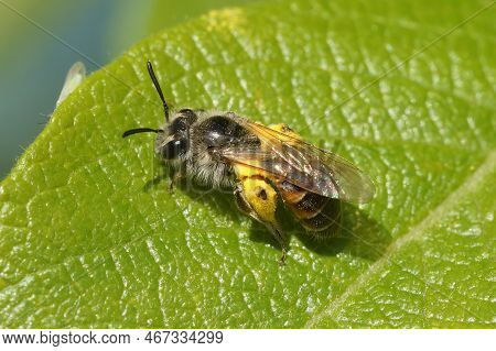Natural Closeup On A Female Red-bellied Miner Solitary Bee, Andrena Ventralis Sitting On A Green Lea