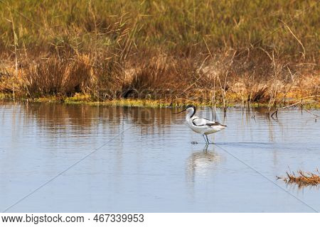 The Pied Avocet A Large Black And White Wader In The Avocet. African-eurasian Migratory Waterbirds. 