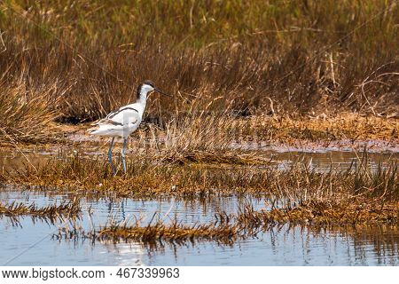 The Pied Avocet A Large Black And White Wader In The Avocet. African-eurasian Migratory Waterbirds. 
