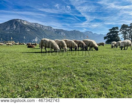 Annecy, France - October 15 2021 : A Flog Of Sheep With Woolen Hair Is Grazing In The Sun On A Green
