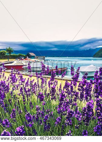 Annecy, France - July 02 2016 : Romantic Lavender Is Planted Around The Bay Of The Village On The Fr