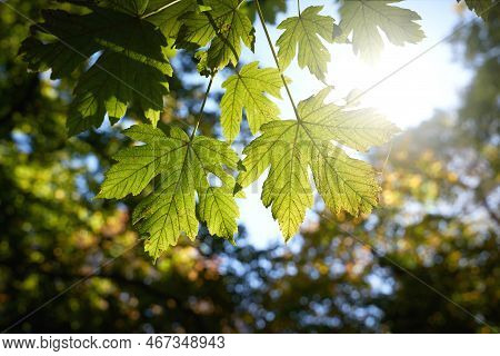 Leaves Of A Sycamore Maple, Acer Pseudoplatanus In Late Summer With Backlight In A Park