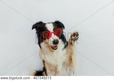 St. Valentines Day Concept. Funny Puppy Dog Border Collie In Red Heart Shaped Glasses Waving Paw Iso