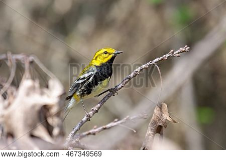 Black-throated Green Warbler Searches For Insects In The Dead Leaves Of The Tree Canopy.