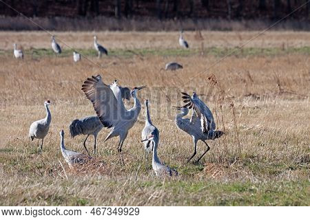 Sandhill Cranes Dance Together In A Recently Plowed Cornfield.
