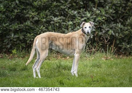 Rescue Lurcher Looking Towards The Camera In A Forest All Serene