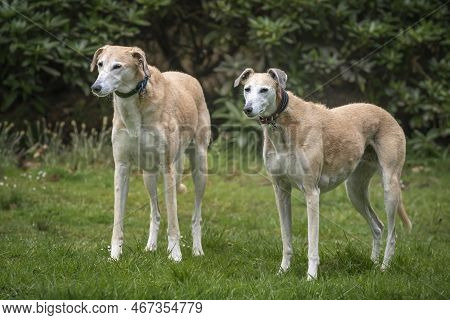 Two Rescue Lurchers Looking Towards The Left With Female On The Right And The Male On The Left