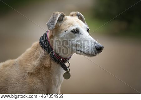 Rescue Lurcher Close Up Headshot Looking To The Right