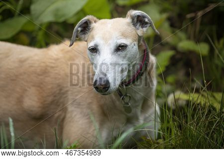 Rescue Lurcher Up Close Headshot Looking To The Camera Left