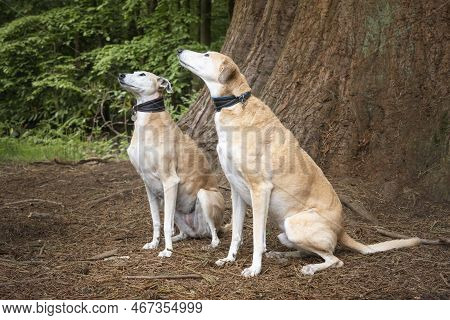 Two Rescue Lurchers Looking Towards The Left With Female On The Left And The Male On The Right