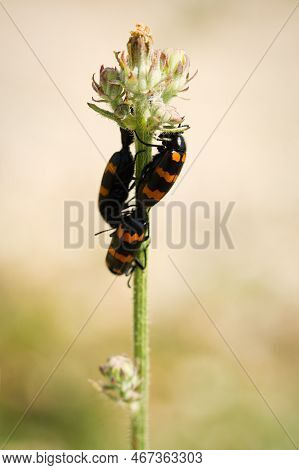 Macro Picture Of Beetle Mylabris Variabilis On Plant On Nature Location Of Croatia, Europe