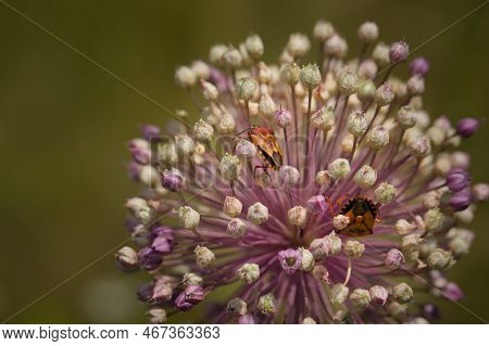 Macro Picture Of Graphosoma Carpocoris Fuscipinus On Plant On Nature Location Of Croatia, Europe