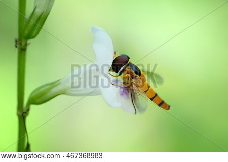 Floating Flies (allorapta Oblique) Perched On Flowers. Also Known As Syrphid Flies, Flower Flies, An