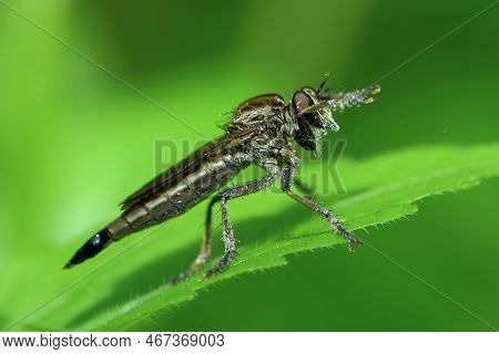 The Asilidae Are A Family Of Robber Flies, Also Called Killer Flies. They Are Strong, Hairy Flies Wi