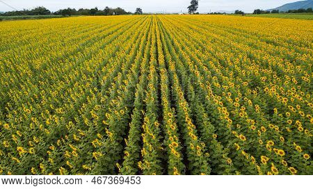 Aerial Beautiful Sunflower Flower Blooming In Sunflowers Field. Popular Tourist Attractions Of Lopbu