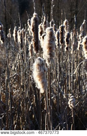 Winter. Sunny Frosty Day. Near The Small River A Large Number Of A Tupha Grows.the Hard Lighting Cre