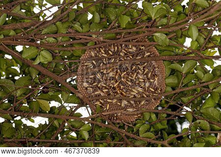 Adult Paper Wasps Of The Species Apoica Flavissima