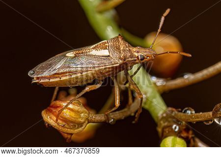 Adult Stink Bug Of The Genus Oebalus