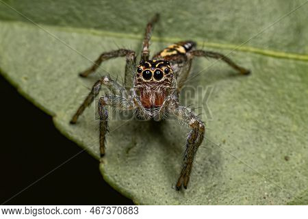 Small Jumping Spider Of The Genus Frigga