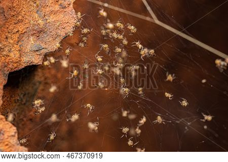 Silver Garden Orbweavers Of The Species Argiope Argentata