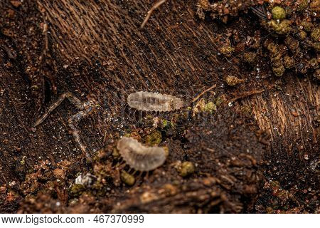 Soldier Fly Larva Of The Subfamily Pachygastrinae