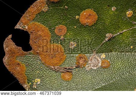 Small Orange Terrestrial Algae Of The Genus Phycopeltis