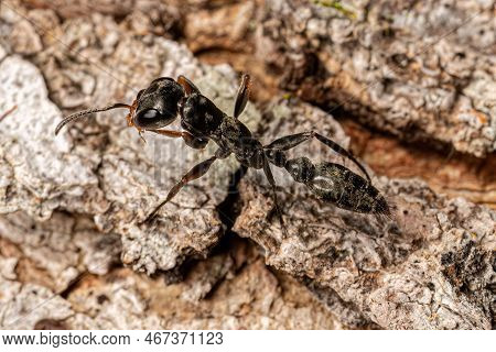 Adult Female Twig Ant Of The Genus Pseudomyrmex