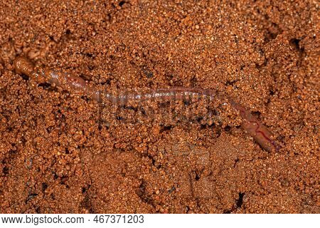 Small Earthworm Arthropod Of The Subclass Oligochaeta