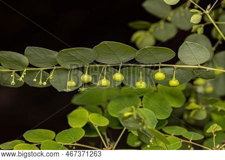 Small Wind Plant Of The Species Phyllanthus Orbiculatus