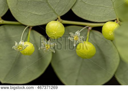 Small Wind Plant Of The Species Phyllanthus Orbiculatus