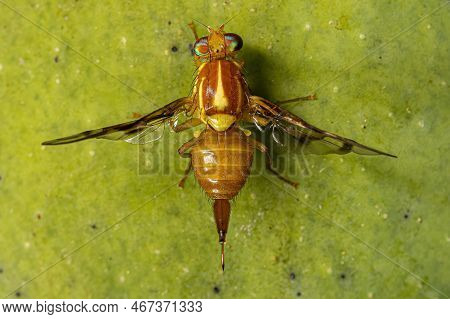 Adult Fruit Fly Of The Genus Anastrepha