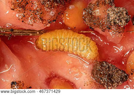 True Weevil Larva Of The Family Curculionidae