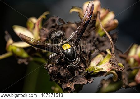 Adult Long-waisted Honey Wasp Of The Genus Polybia