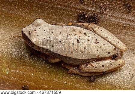 White Tree Frog Of The Genus Dendropsophus