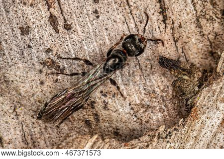 Adult Twig Queen Ant Of The Genus Pseudomyrmex