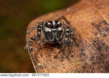 Adult Male Jumping Spider Of The Genus Freya