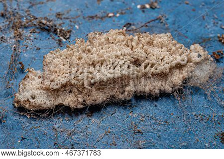 Small Planthopper Eggs Of The Superfamily Fulgoroidea
