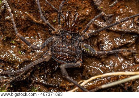 Adult Gonyleptid Harvestmen Of The Genus Discocyrtanus