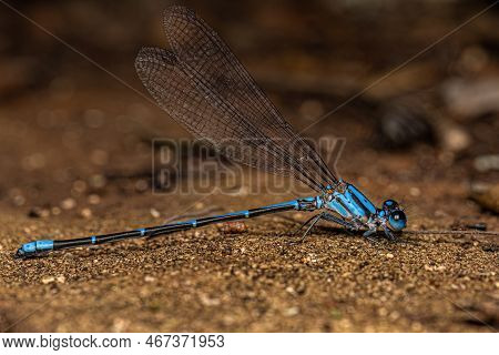 Adult Narrow-winged Damselfly Of The Family Coenagrionidae