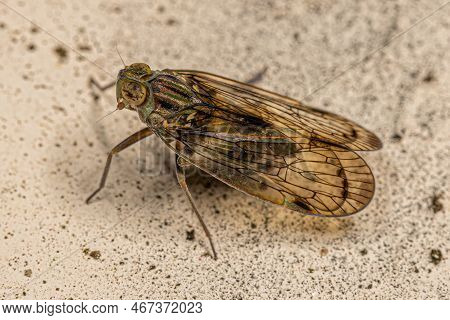 Adult Small Planthopper Insect Of The Tribe Pentastirini