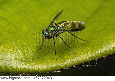 Adult Long-legged Fly Of The Genus Condylostylus