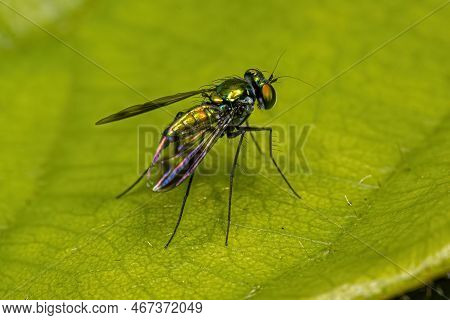 Adult Long-legged Fly Of The Genus Condylostylus
