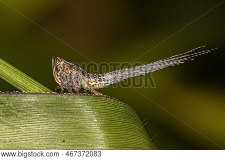 Adult Green Planthopper Insect Of The Superfamily Fulgoroidea