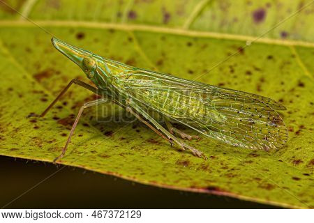 Adult Dictyopharid Planthopper Insect Of The Tribe Nersiini